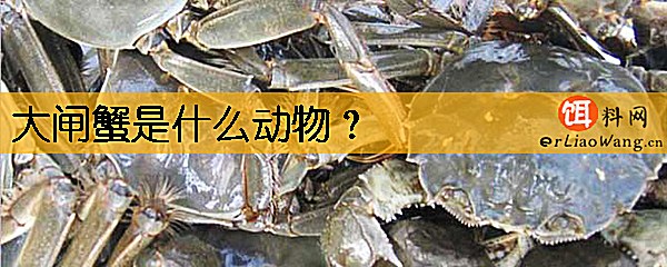 大闸蟹是什么动物