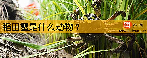稻田蟹是什么动物
