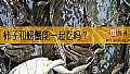 《柿子和螃蟹能一起吃吗?》封面图