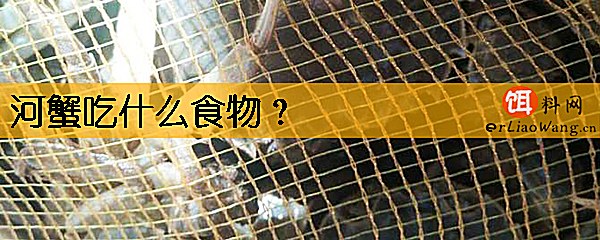 河蟹吃什么食物