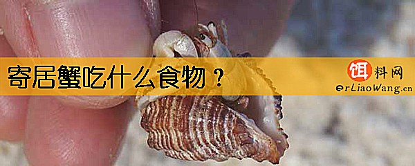 寄居蟹吃什么食物