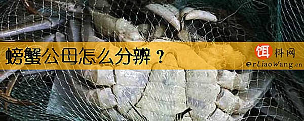 螃蟹公母怎么分辨