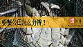 《螃蟹公母怎么分辨？》封面图