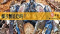 《椰子蟹能吃吗？》封面图