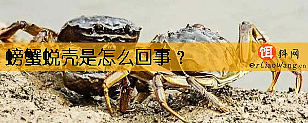 螃蟹蜕壳是怎么回事