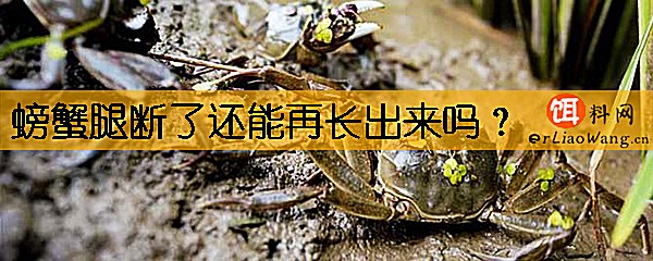 螃蟹腿断了还能再长出来吗