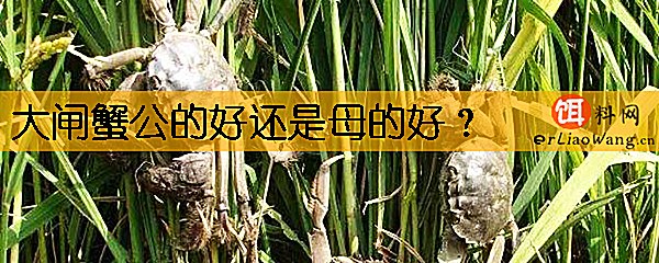 大闸蟹公的好还是母的好