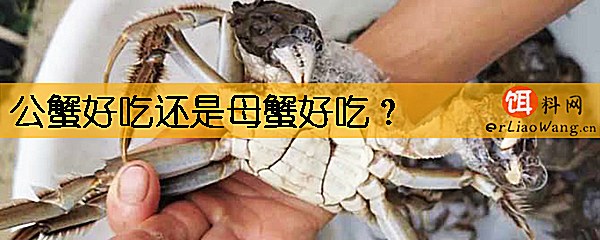 公蟹好吃还是母蟹好吃