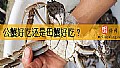 《公蟹好吃还是母蟹好吃？》封面图