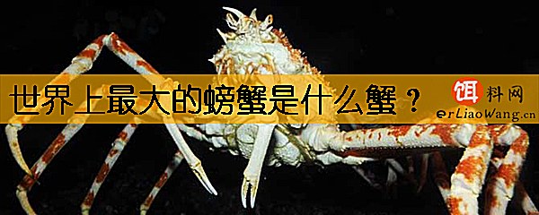 世界上最大的螃蟹是什么蟹