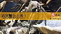 《寄居蟹怎么养？》封面图