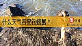 《什么天气容易钓螃蟹？》封面图