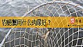 《钓螃蟹用什么肉最好？》封面图