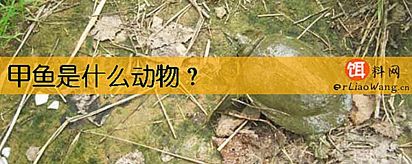 甲鱼是什么动物
