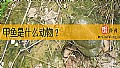 《甲鱼是什么动物？》封面图