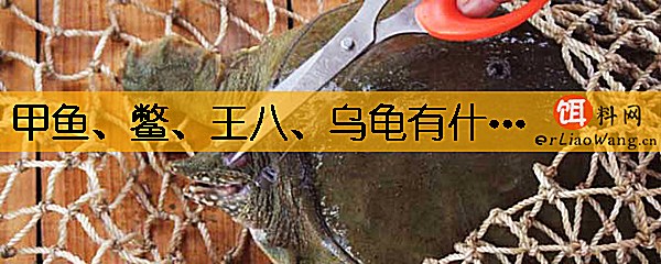 甲鱼、鳖、王八、乌龟有什么区别