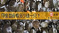 《甲鱼苗价格多少钱一只？》封面图