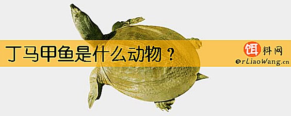 丁马甲鱼是什么动物