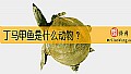 《丁马甲鱼是什么动物？》封面图