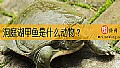 洞庭湖甲鱼是什么动物？