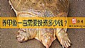 《养甲鱼一亩需要投资多少钱？》封面图