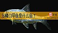 《多鳞白甲鱼是什么鱼？》封面图