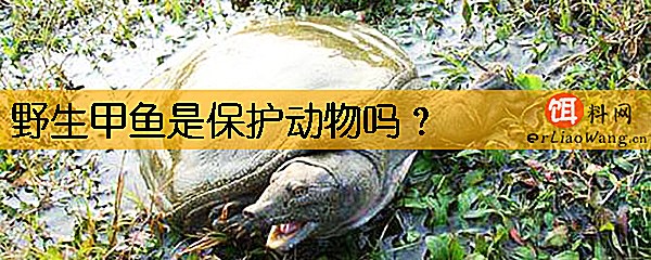 野生甲鱼是保护动物吗