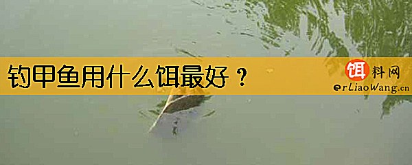 钓甲鱼用什么饵最好