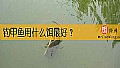 《钓甲鱼用什么饵最好？》封面图