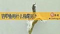 《钓甲鱼用什么钩最好？》封面图