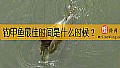 《钓甲鱼最佳时间是什么时候？》封面图
