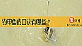 《钓甲鱼的口诀有哪些？》封面图