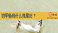 《钓甲鱼用什么线最好？》封面图