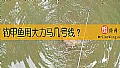 《钓甲鱼用大力马几号线？》封面图