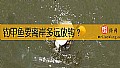 《钓甲鱼要离岸多远放钩？》封面图