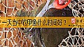 《一天当中钓甲鱼什么时间好？》封面图