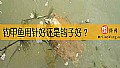 《钓甲鱼用针好还是钩子好？》封面图