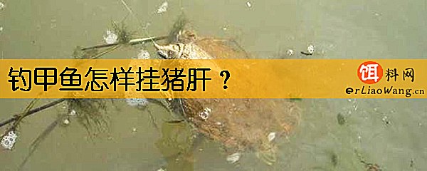 钓甲鱼怎样挂猪肝