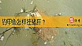 《钓甲鱼怎样挂猪肝？》封面图