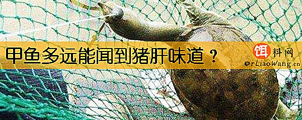 甲鱼多远能闻到猪肝味道