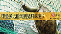 《甲鱼多远能闻到猪肝味道？》封面图