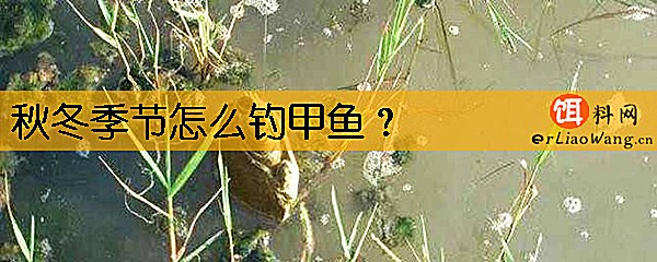 秋冬季节怎么钓甲鱼