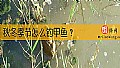 秋冬季节怎么钓甲鱼？