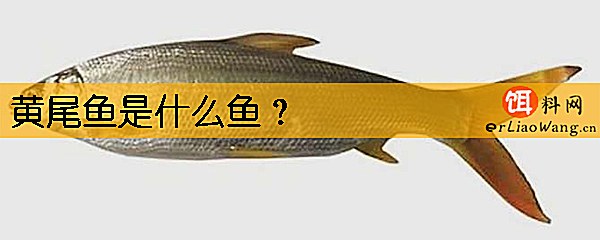 黄尾鱼是什么鱼