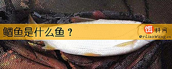鲴鱼是什么鱼