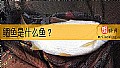 《鲴鱼是什么鱼？》封面图