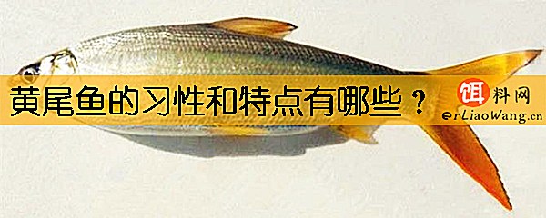黄尾鱼的习性和特点有哪些