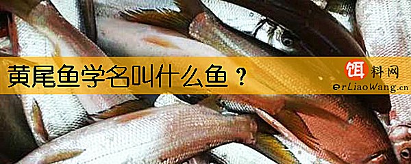 黄尾鱼学名叫什么鱼
