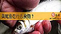 《黄尾鱼吃什么食物？》封面图