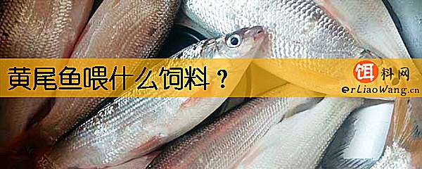 黄尾鱼喂什么饲料
